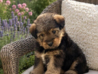 puppy
