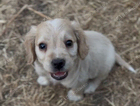 puppy