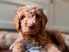 Puppy
