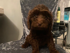 puppy