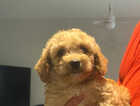 Puppy