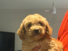 puppy