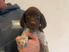 Puppy