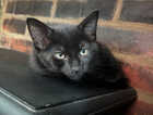 Kitten