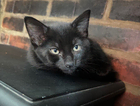 kitten