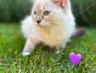 Kitten