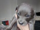 puppy