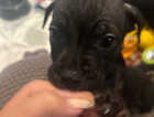 Puppy