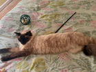 Missing cat