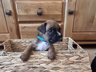 puppy