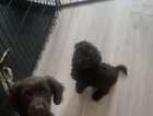 Puppy