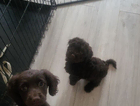 puppy