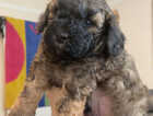 Puppy