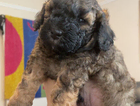 puppy