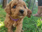Puppy