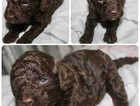 Puppy