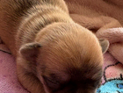 puppy