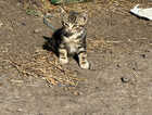 Kitten