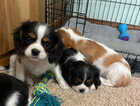 Puppy