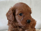 puppy  baloo