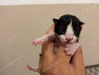 Kitten