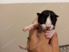 kitten