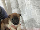 Puppy