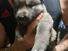 Puppy