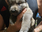puppy