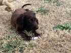 Puppy