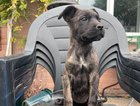 puppy
