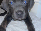 puppy