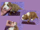 puppy