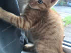 Kitten