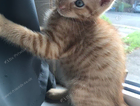 kitten