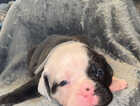 Puppy