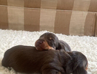 puppy