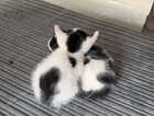 Kitten