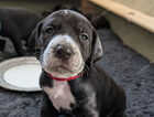 Puppy