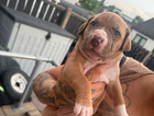 puppy