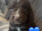 Puppy