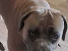 Puppy