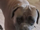 puppy