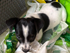 puppy