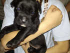 Puppy