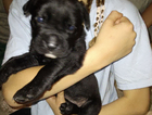 puppy