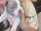puppy