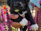 Puppy