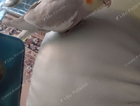Lost baby cockatiel 14 weeks old