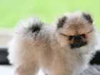 Puppy